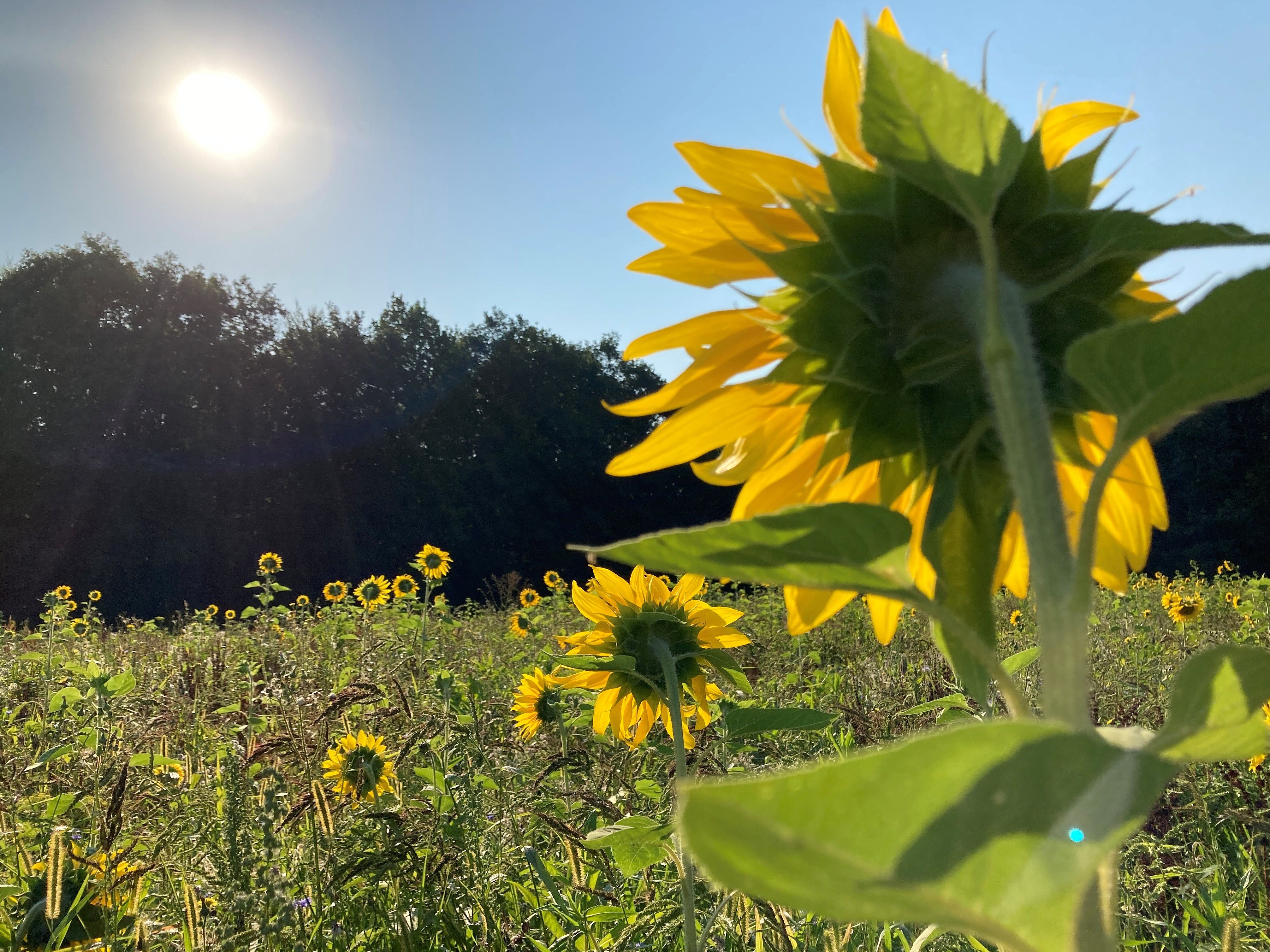 Sonnenblumenfeld
