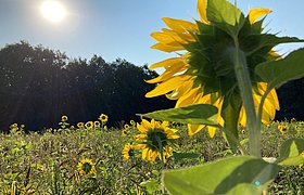 Sonnenblumenfeld